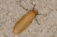 Wittia sororcula