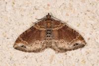Xanthorhoe spadicearia