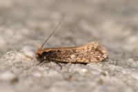 Monopis crocicapitella