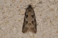 Cnephasia