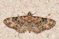 Eupithecia pulchellata