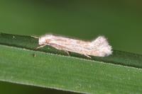 Elachista rufocinerea