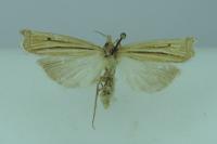 Ancylolomia tentaculella