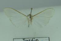 Palpita vitrealis