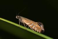 Glyphipterix thrasonella