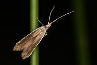 Coleophora albella