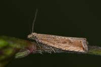 Bactra