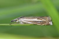 Crambus lathoniellus