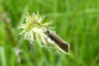 Glyphipterix fuscoviridella