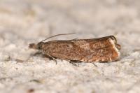 Dichrorampha acuminatana
