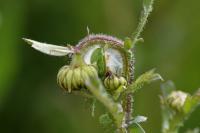 Cnephasia incertana