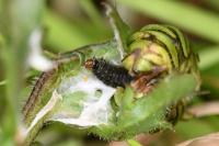 Cnephasia incertana