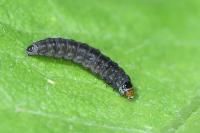 Cnephasia incertana