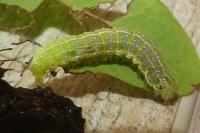 Cosmia trapezina