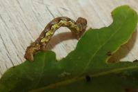 Erannis defoliaria