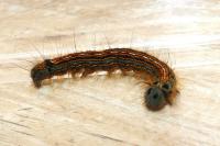 Malacosoma neustria