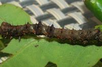 Phigalia pilosaria