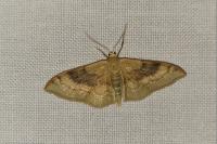 Idaea degeneraria