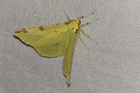 Opisthograptis luteolata