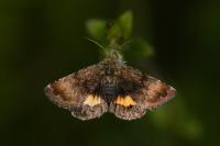 Panemeria tenebrata