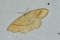 Cyclophora punctaria