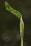Aspilapteryx tringipennella
