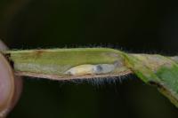 Aspilapteryx tringipennella
