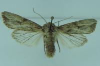 Egira conspicillaris