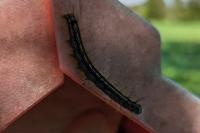 Malacosoma neustria