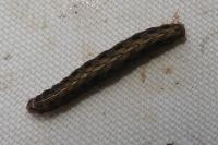 Fissipunctia ypsillon