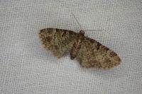 Pasiphila rectangulata