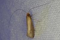 Nematopogon adansoniella