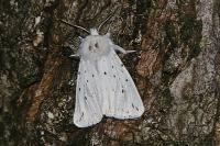 Spilosoma lubricipeda
