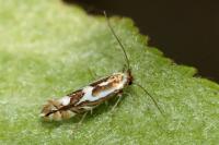 Phyllonorycter blancardella