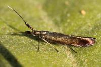Coleophora deauratella