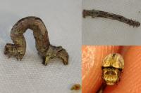 Crocallis elinguaria