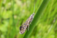 Glyphipterix thrasonella