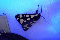 Arctia villica