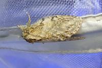 Peridea anceps