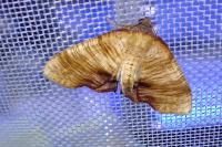 Plagodis dolabraria