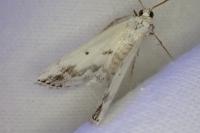 Lomographa temerata