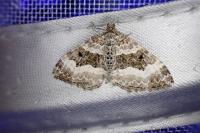 Epirrhoe alternata