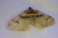 Catarhoe rubidata
