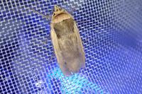 Ochropleura leucogaster
