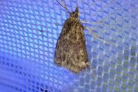 Pyrausta despicata