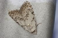 Nola confusalis