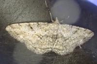 Peribatodes rhomboidaria