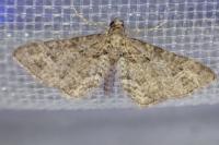 Gymnoscelis rufifasciata
