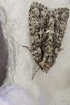 Acronicta rumicis