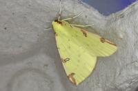 Opisthograptis luteolata